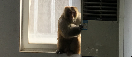 辦公室裝修魅力大，獼猴君亂入來“串門”！